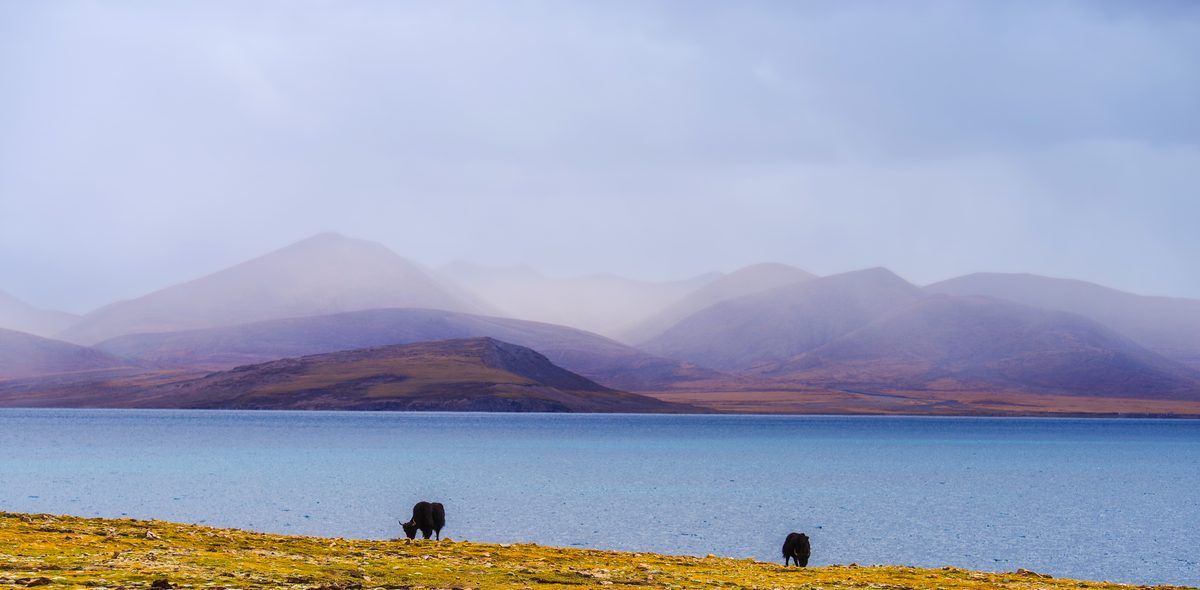Tibetan plateau — winter pasture near Namtso, 4700m, Tibet, plateau light