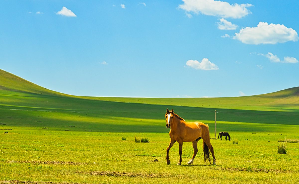 Inner Mongolian steppe — vast grassland, K1_31875